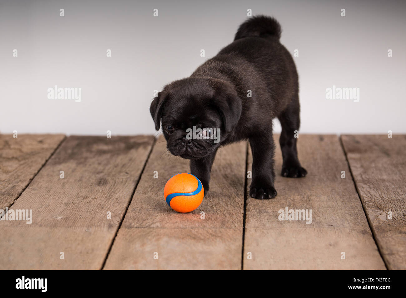 Fitzgerald, a 10 week old black Pug puppy looking at his ball in Issaquah, Washington, USA Stock Photo