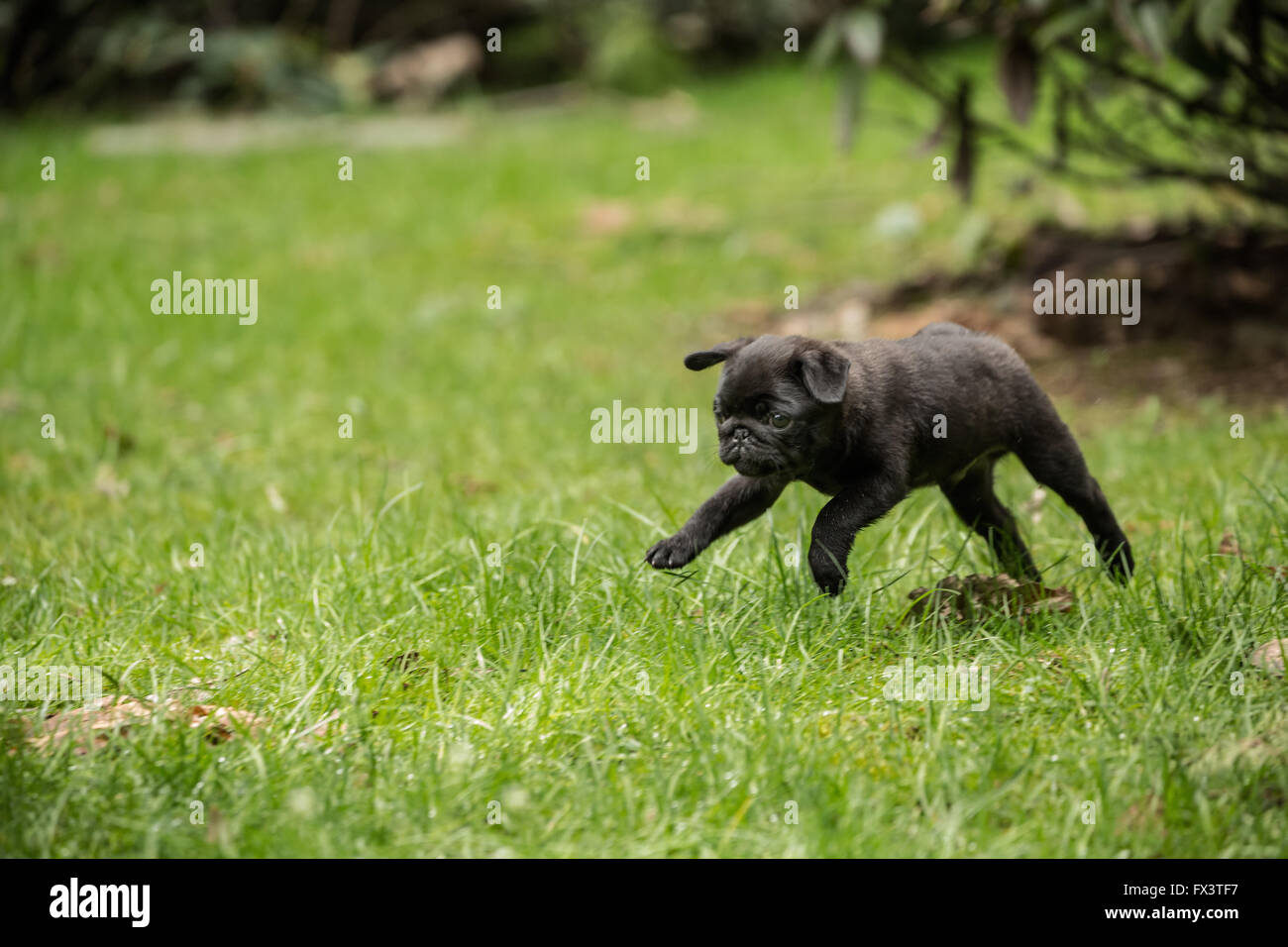 Fitzgerald, a 10 week old black Pug puppy playfully running and jumping into the air in the backyard lawn Stock Photo