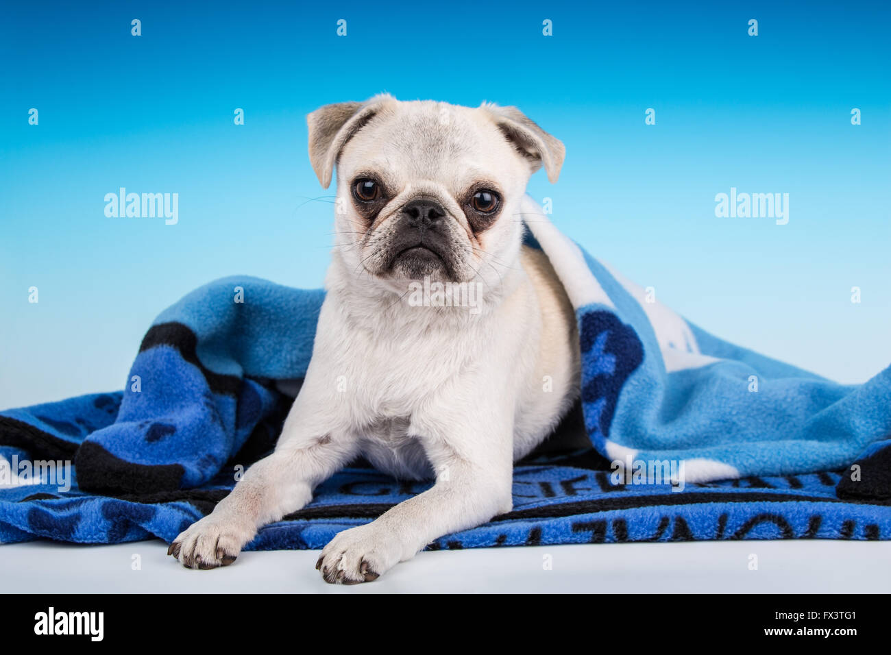 Puppies wrapped in blankets hotsell