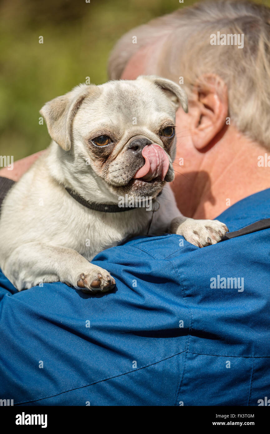 Man holding Max, his white Pug puppy, in Issaquah, Washington, USA Stock Photo