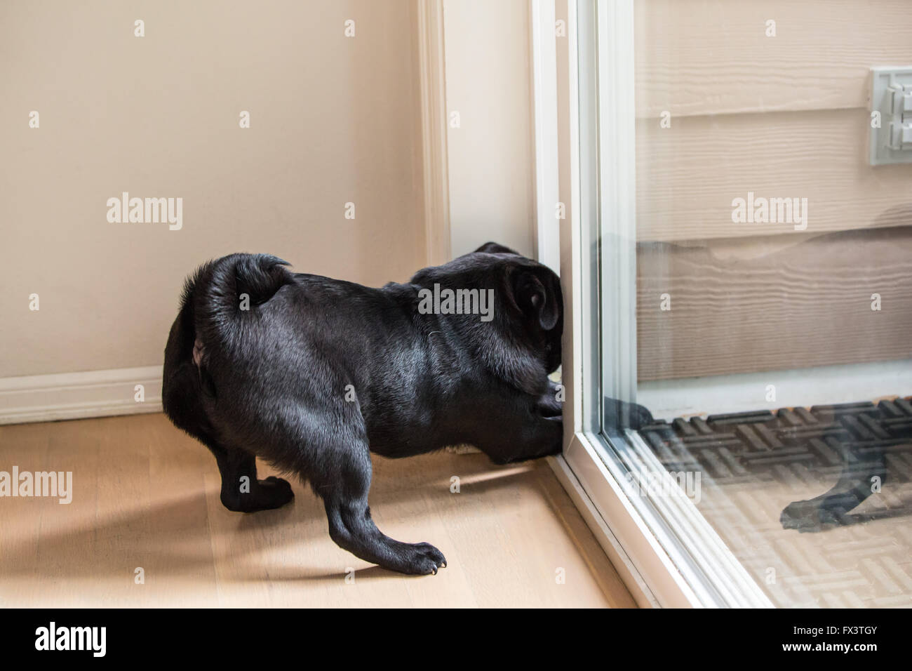 Kato, a black Pug puppy impatient to be let out the door, trying to scratch his way out, in Issaquah, Washington, USA Stock Photo