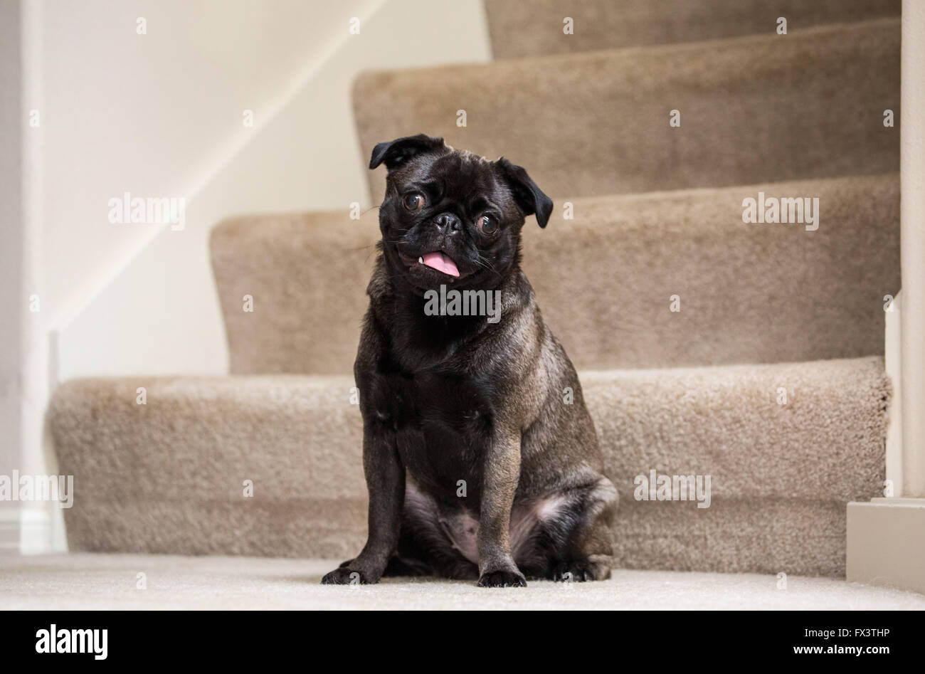 Olive, the Pug, sitting on carpeted stairs in Issaquah, Washington, USA Stock Photo