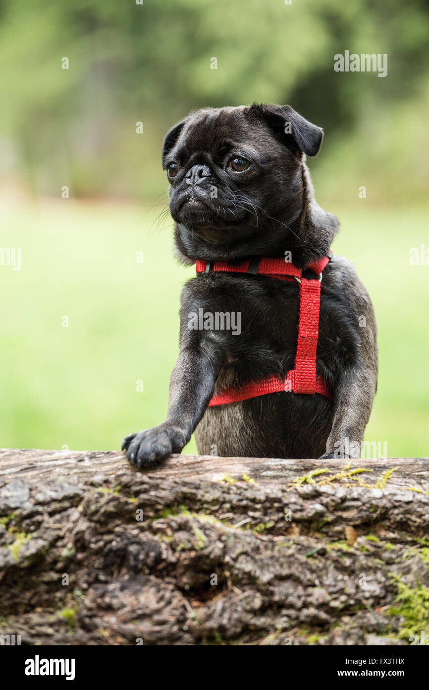 Olive, the Pug, with front paws resting on a fallen tree in Issaquah, Washington, USA Stock Photo