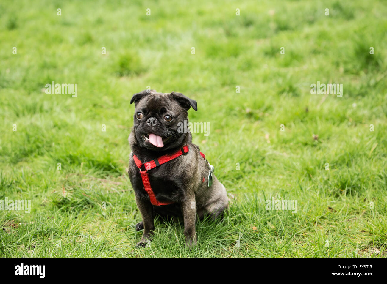 Olive, the Pug, sitting in the yard with a funny expression on her face, in Issaquah, Washington, USA Stock Photo