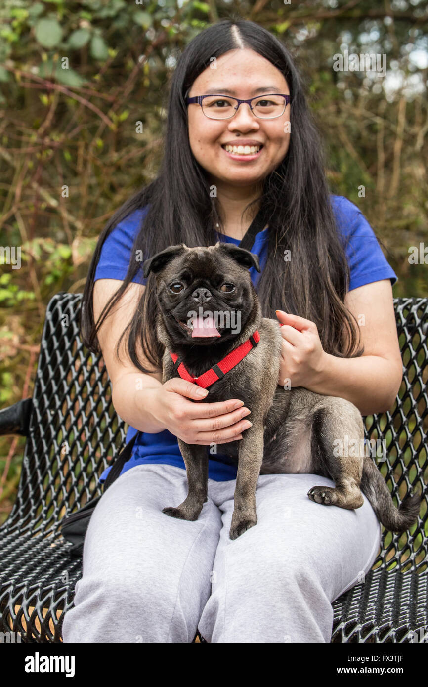 Olive, the Pug, sitting on his owner's lap on a park bench in Issaquah, Washington, USA Stock Photo