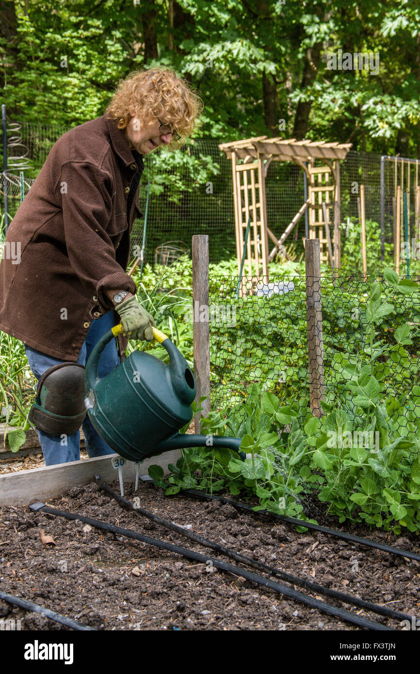 Woman in her mid-sixties hand-watering her snow pea seedlings in a raised bed garden in Issaquah, Washington, USA. Stock Photo