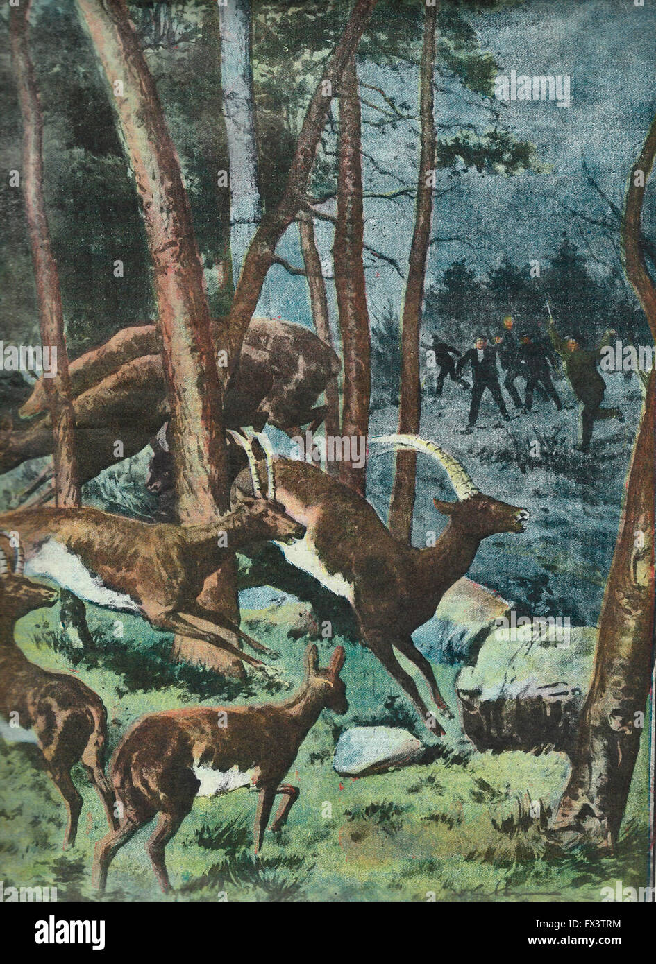 The royal hunting in Cogne in the night " beaters" encircle the ibex