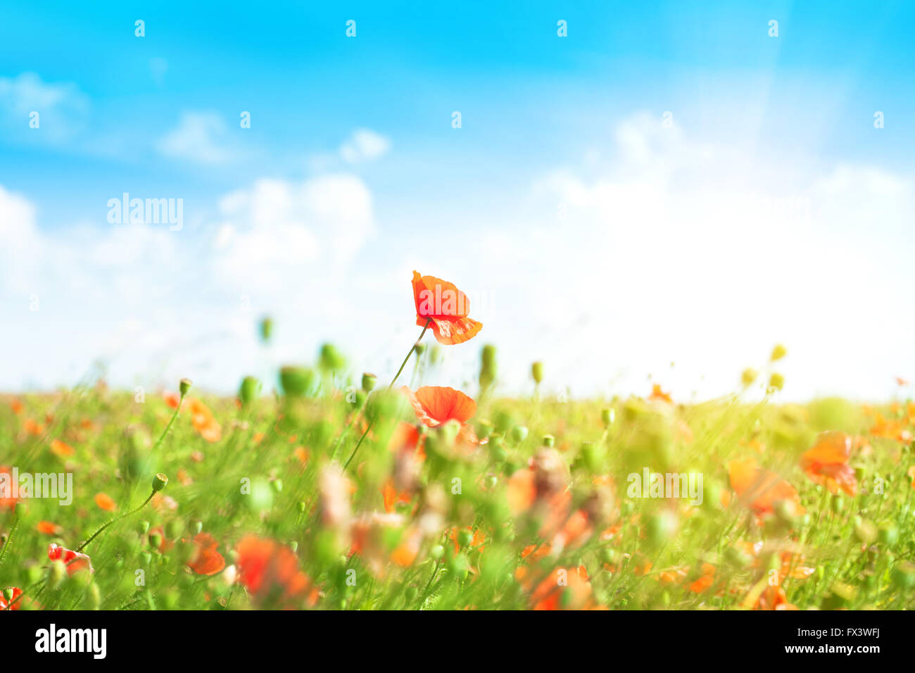 Landscape with blue sky and red poppies in green grass Stock Photo - Alamy