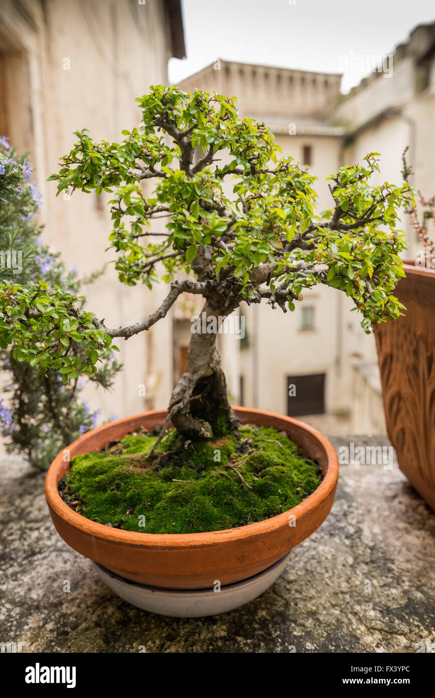 Bonsai tree in the old medieval town of Pitigliano Grosseto, Italy