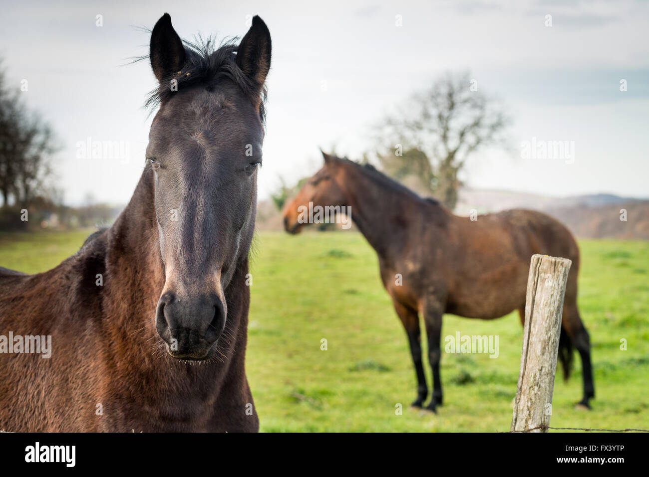 Horses on pasture, Grosseto province, Maremma, Tuscany, Italy, Europe Stock Photo