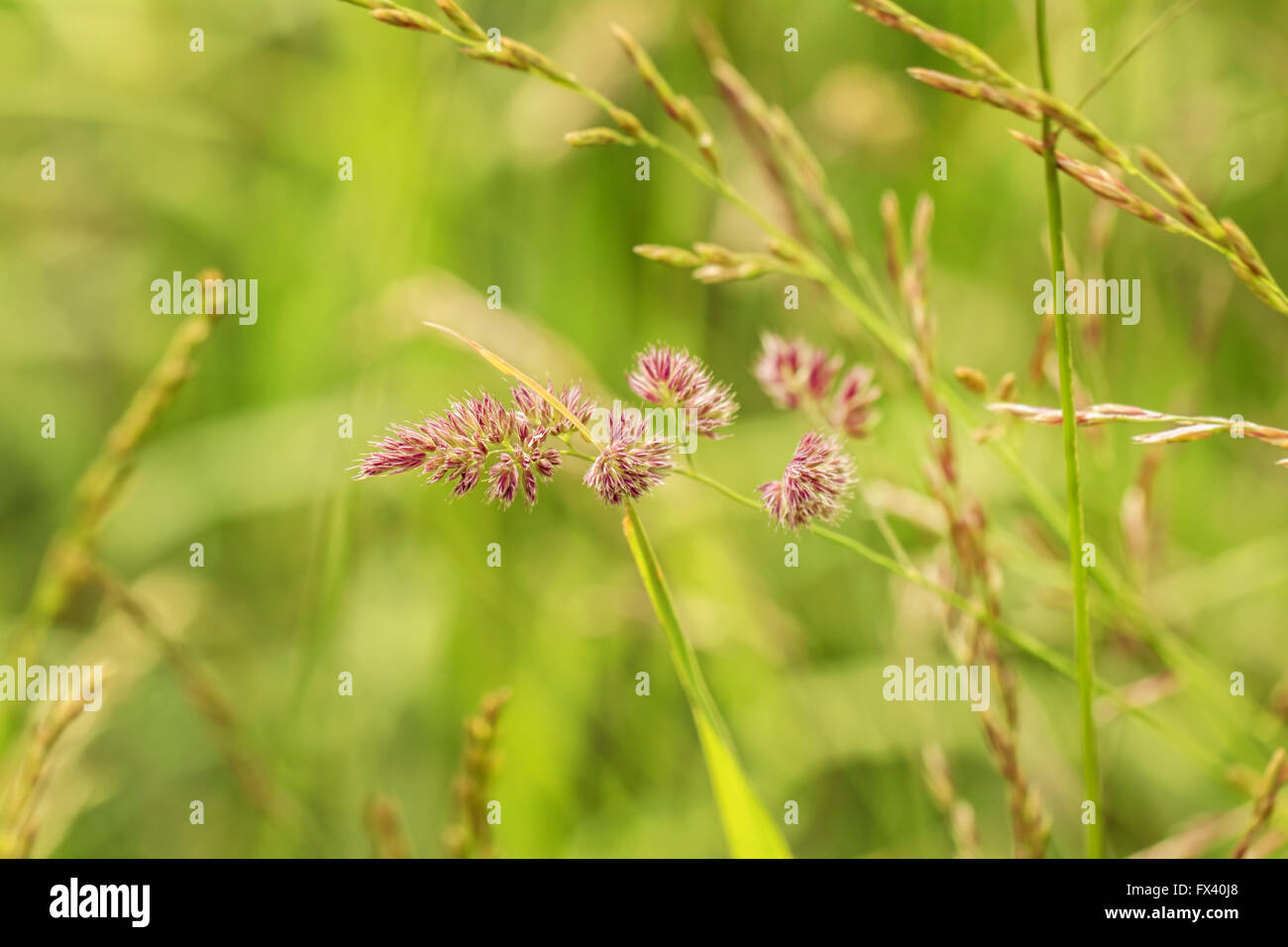 Growth grass field nature hi-res stock photography and images - Alamy