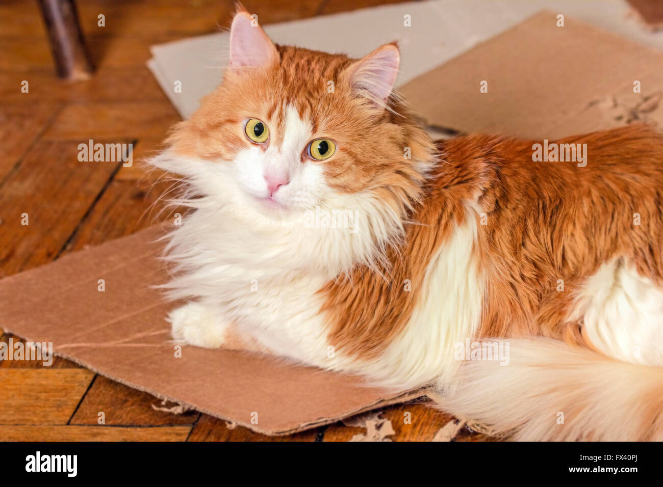 Red domestic hi-res stock photography and images - Alamy