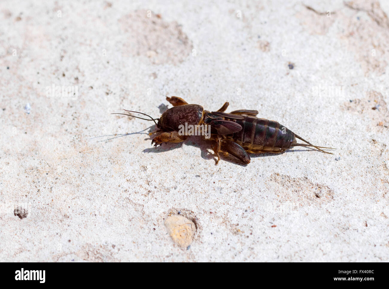 Gryllotalpidae, insect of fauna at sunny day on light background Stock Photo