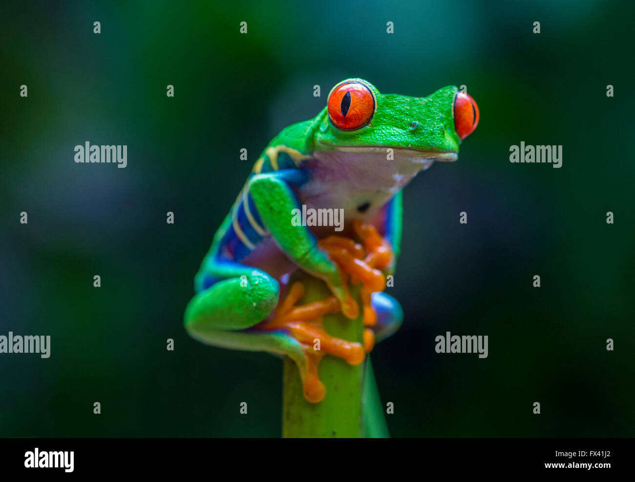 Red-Eyed Tree Frog in Costa Rican rain forest Stock Photo