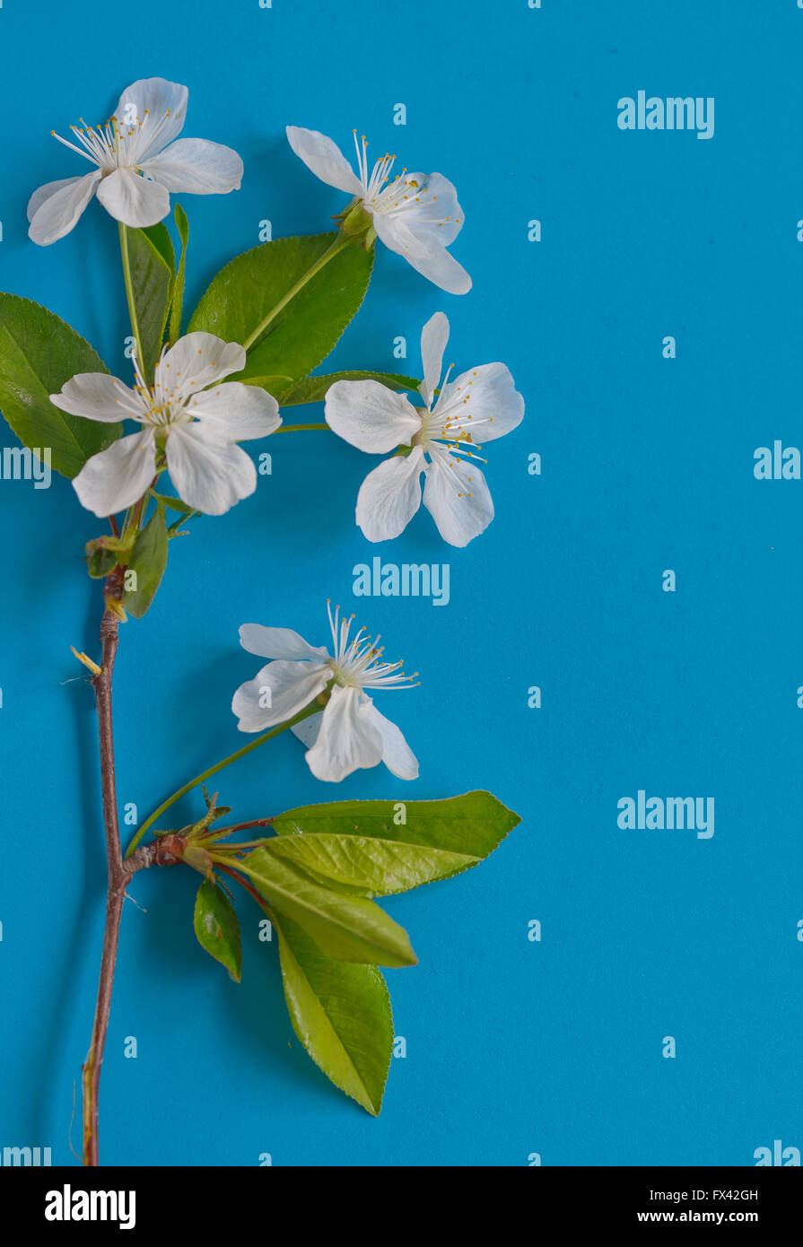 Spring flowers background on blue paper Stock Photo - Alamy