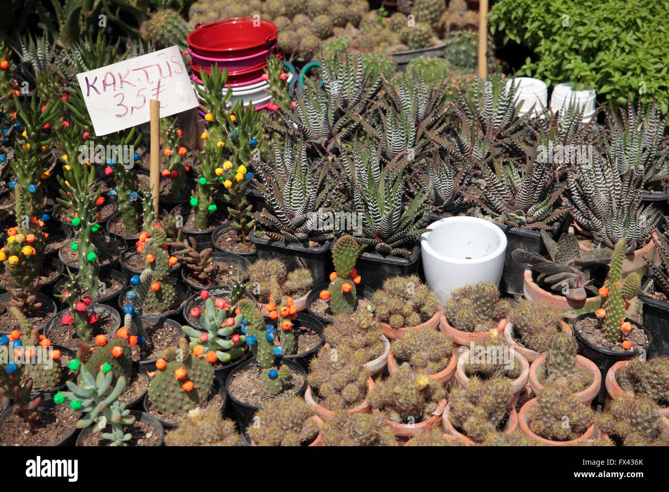 Cacti and succulents for sale at market, Istanbul, Turkey Stock Photo