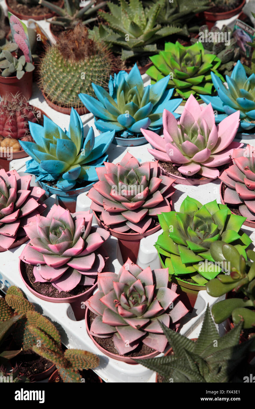 Cacti and succulents for sale at market, Istanbul, Turkey Stock Photo