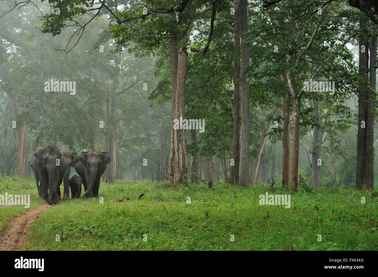 Asian Elephant herd in lush green habitat of Nagarhole National Park Stock Photo