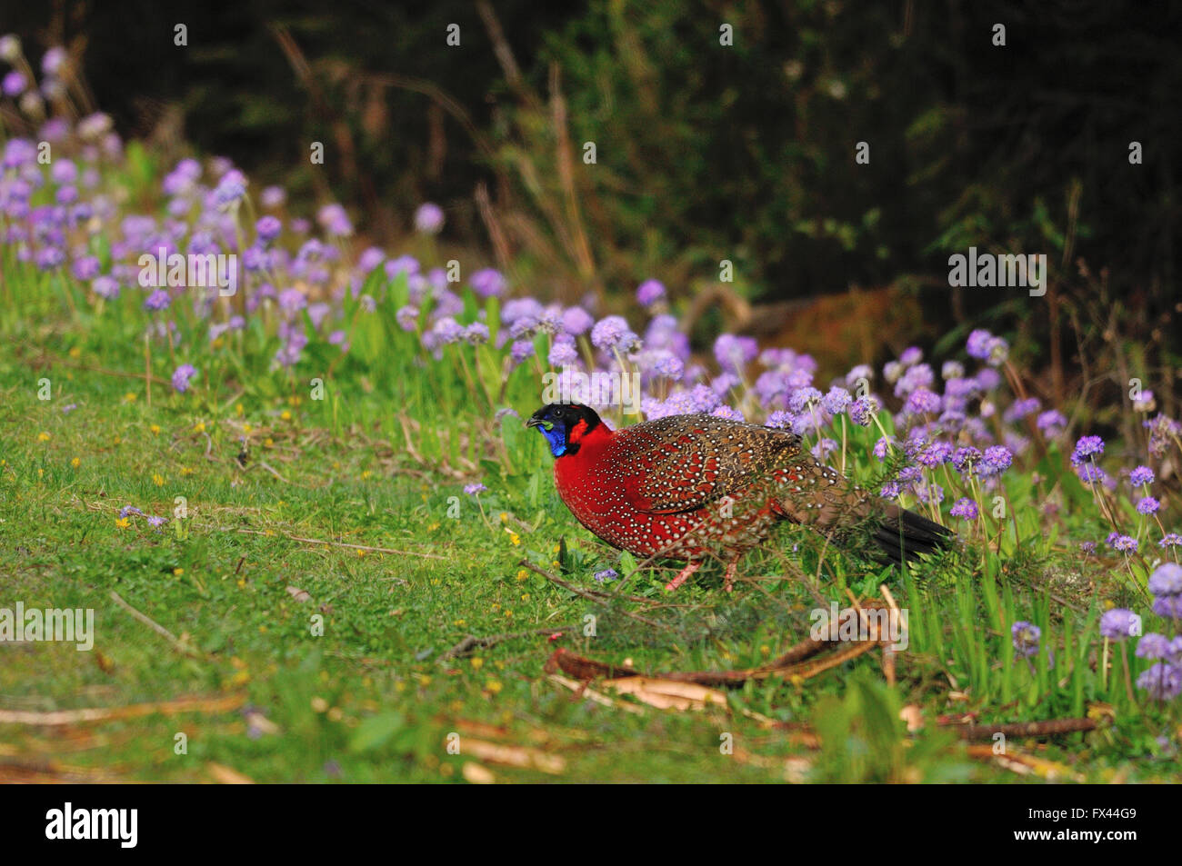 Male Himalayan Crimson horned pheasant or Satyr Tragopan (Tragopan satyra) in beautiful habitat Stock Photo