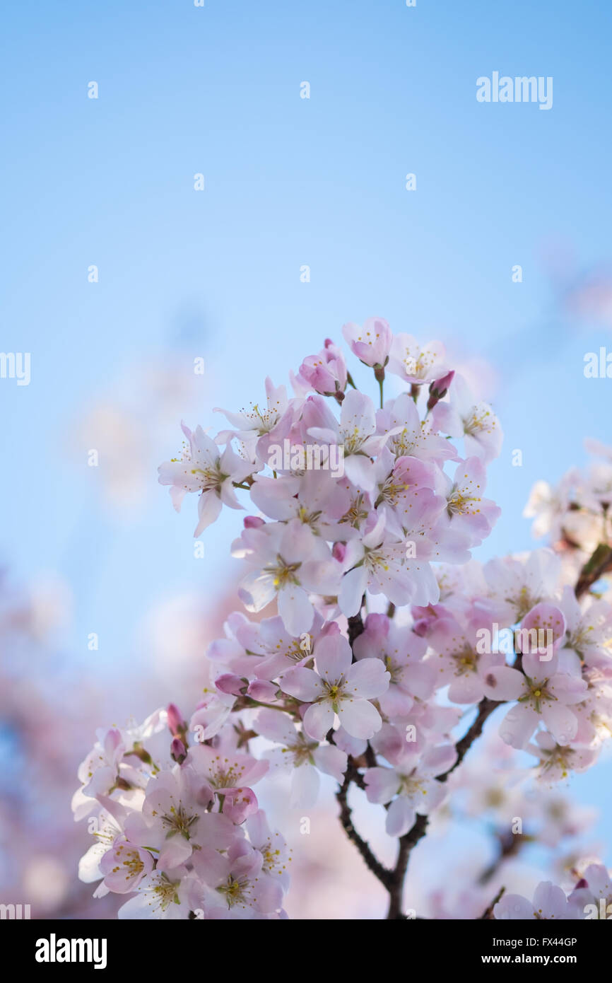Cherry blossom against a blue sky Stock Photo - Alamy