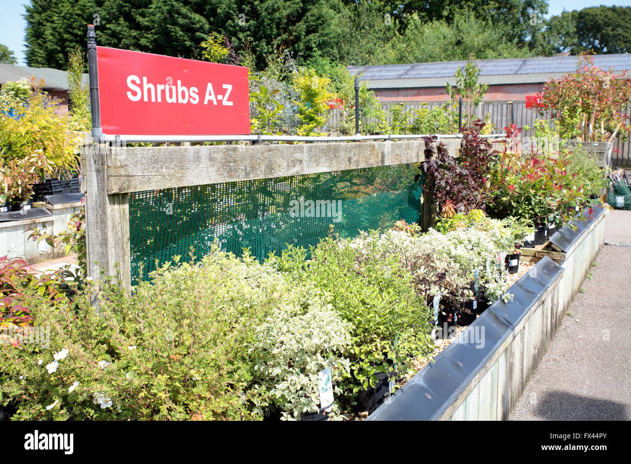 Shrubs for sale at garden centre, Horsham, West Sussex, England Stock Photo