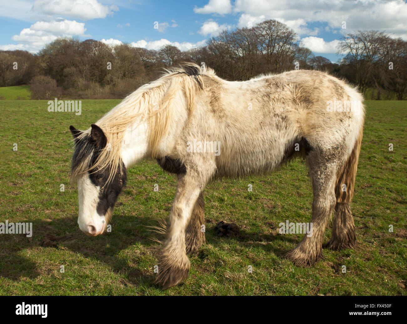 Dirty pony. Stock Photo