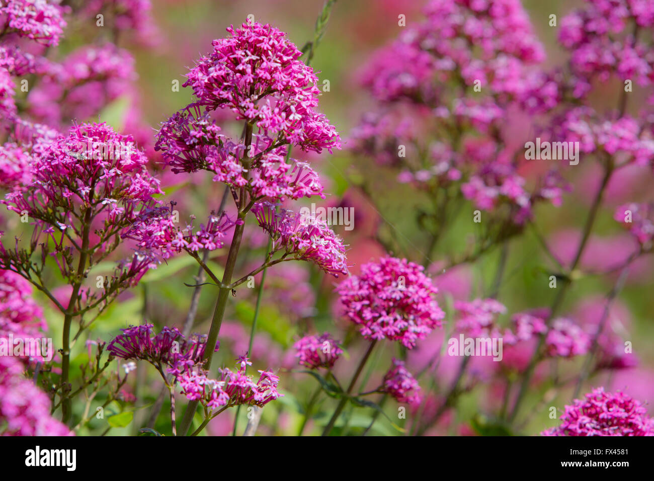 Focus on purple flowers hi-res stock photography and images - Alamy