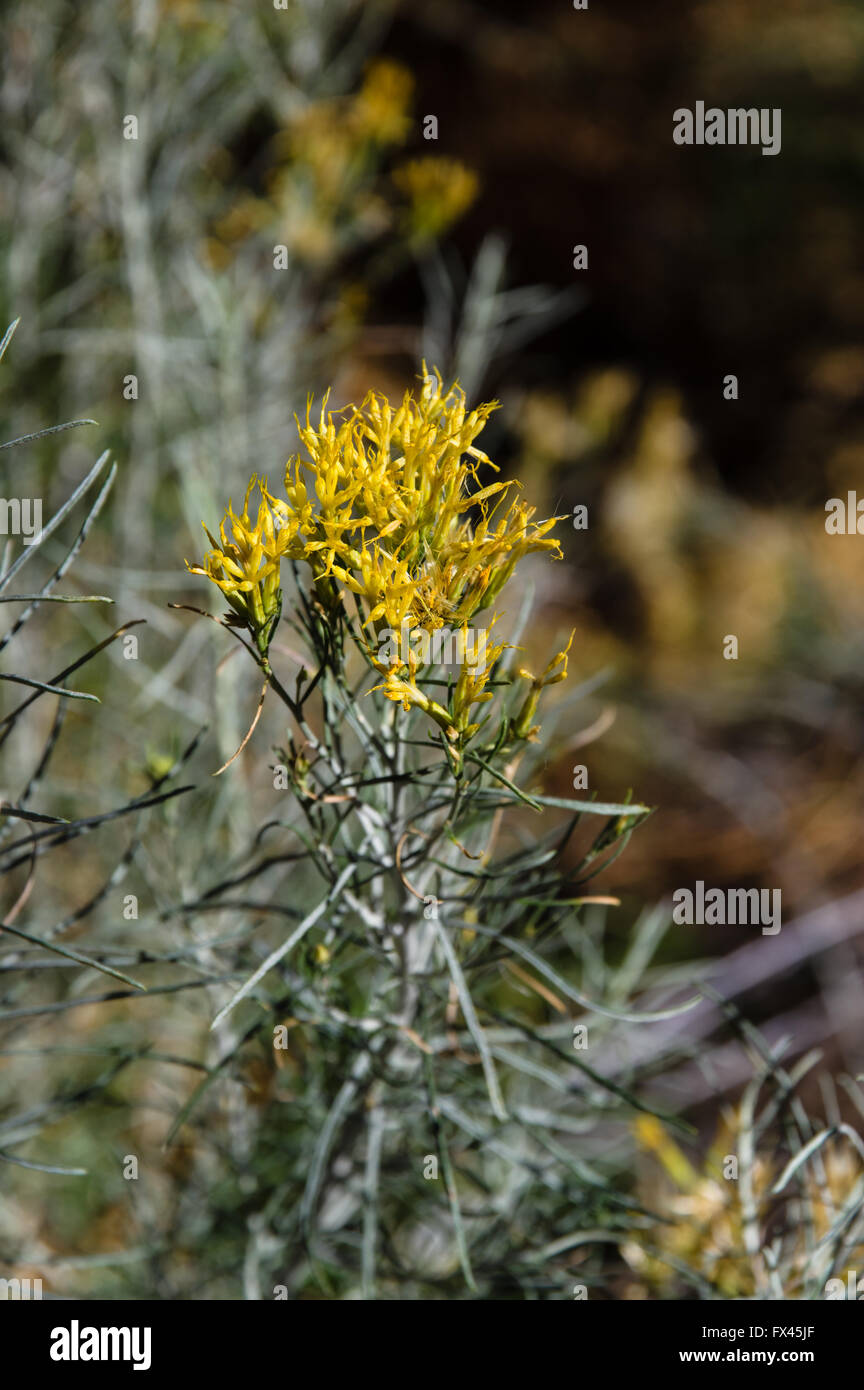 Sagebrush Flower High Resolution Stock Photography And Images Alamy