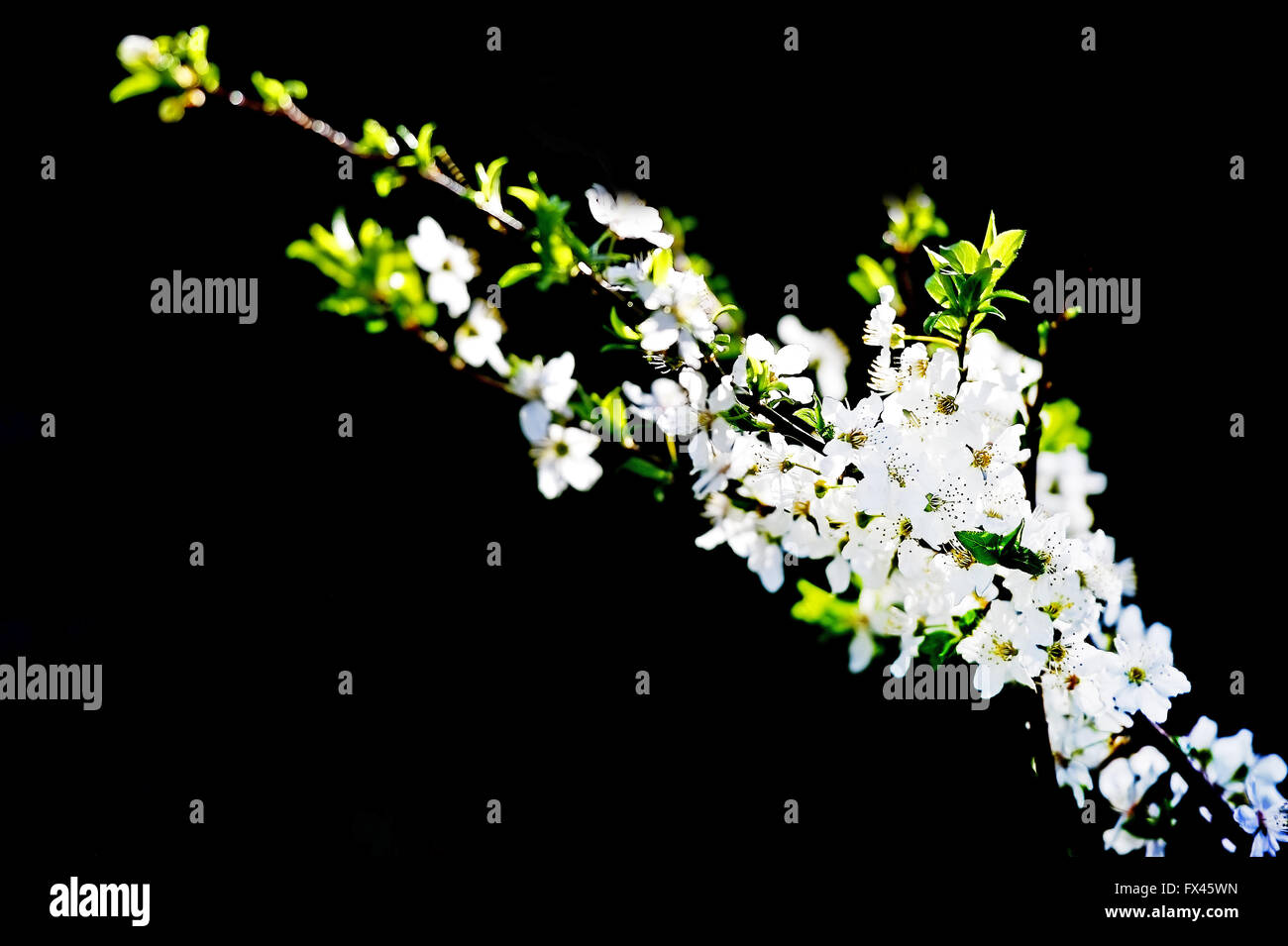 Blooming white cherry flowers on a tree in springtime with blue sky on background Stock Photo