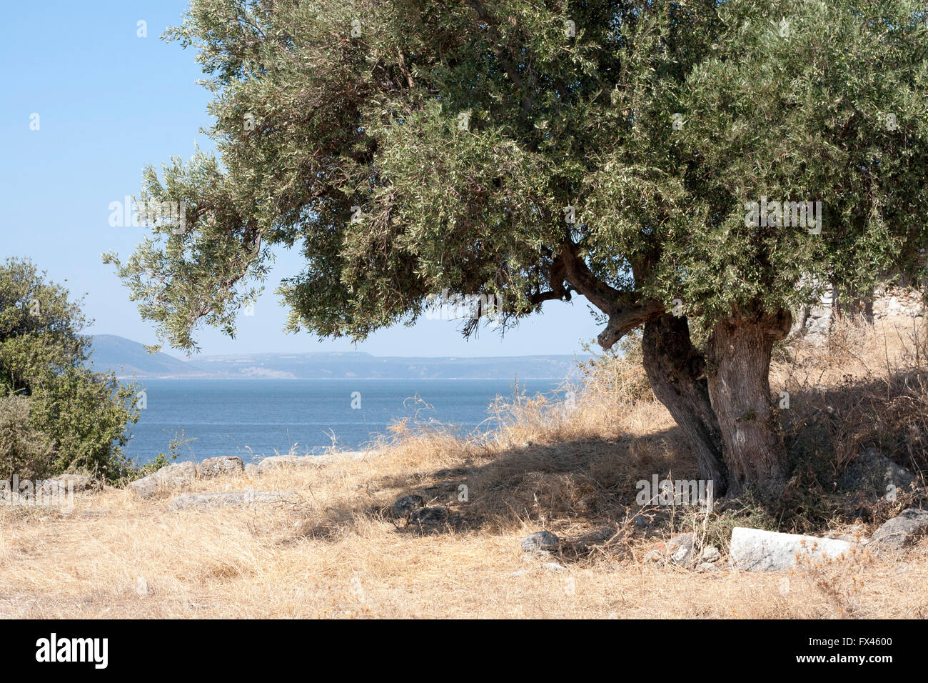 Olive Tree In Turkey Stock Photo Alamy olive-tree-in-turkey-stock-photo-alamy
