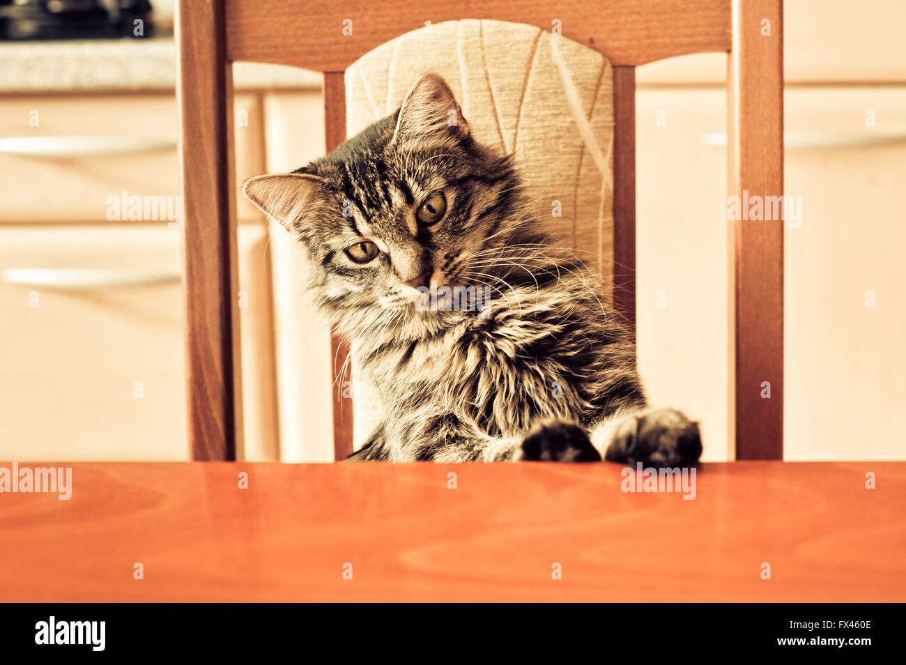 Cat sitting top on the table