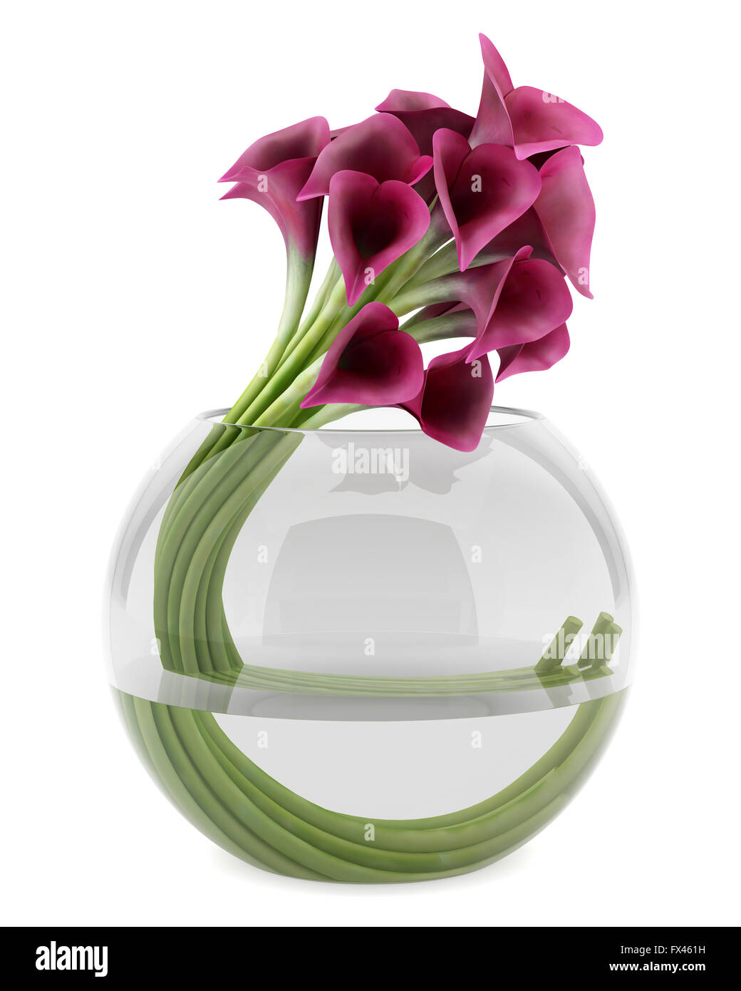 calla lilies in glass vase isolated on white background Stock Photo Alamy