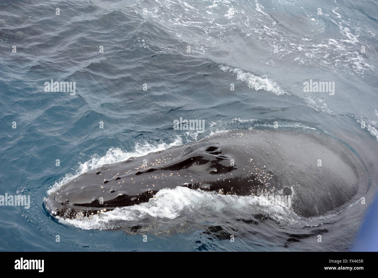 A Humpback whale surfaces (Megaptera novaeangliae) South Sandwich Islands, Southern Ocean. Stock Photo