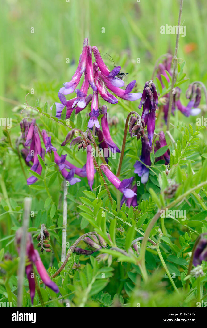 Wooly or Fodder Vetch - Vicia villosa Cyprus Stock Photo