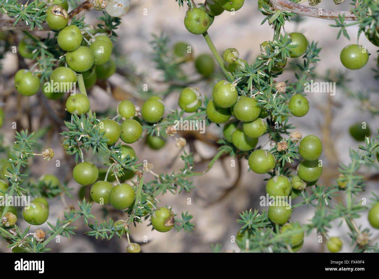 Mediterranean Wild Asparagus - Asparagus acutifolius  Leaves & Fruit Stock Photo