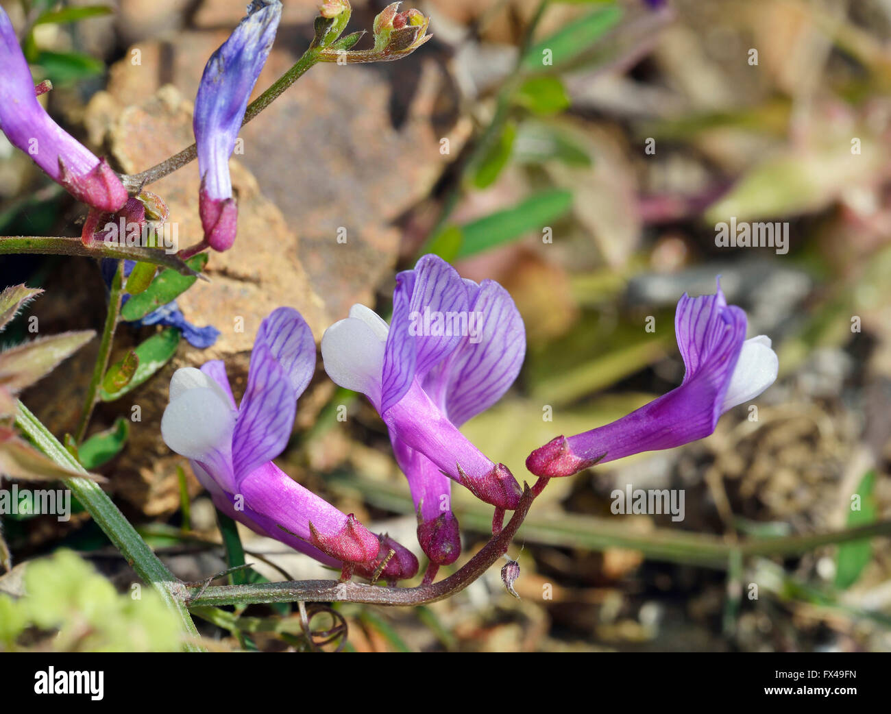 Vetch sp - Vicia cassia Native to Cyprus, Turkey Stock Photo