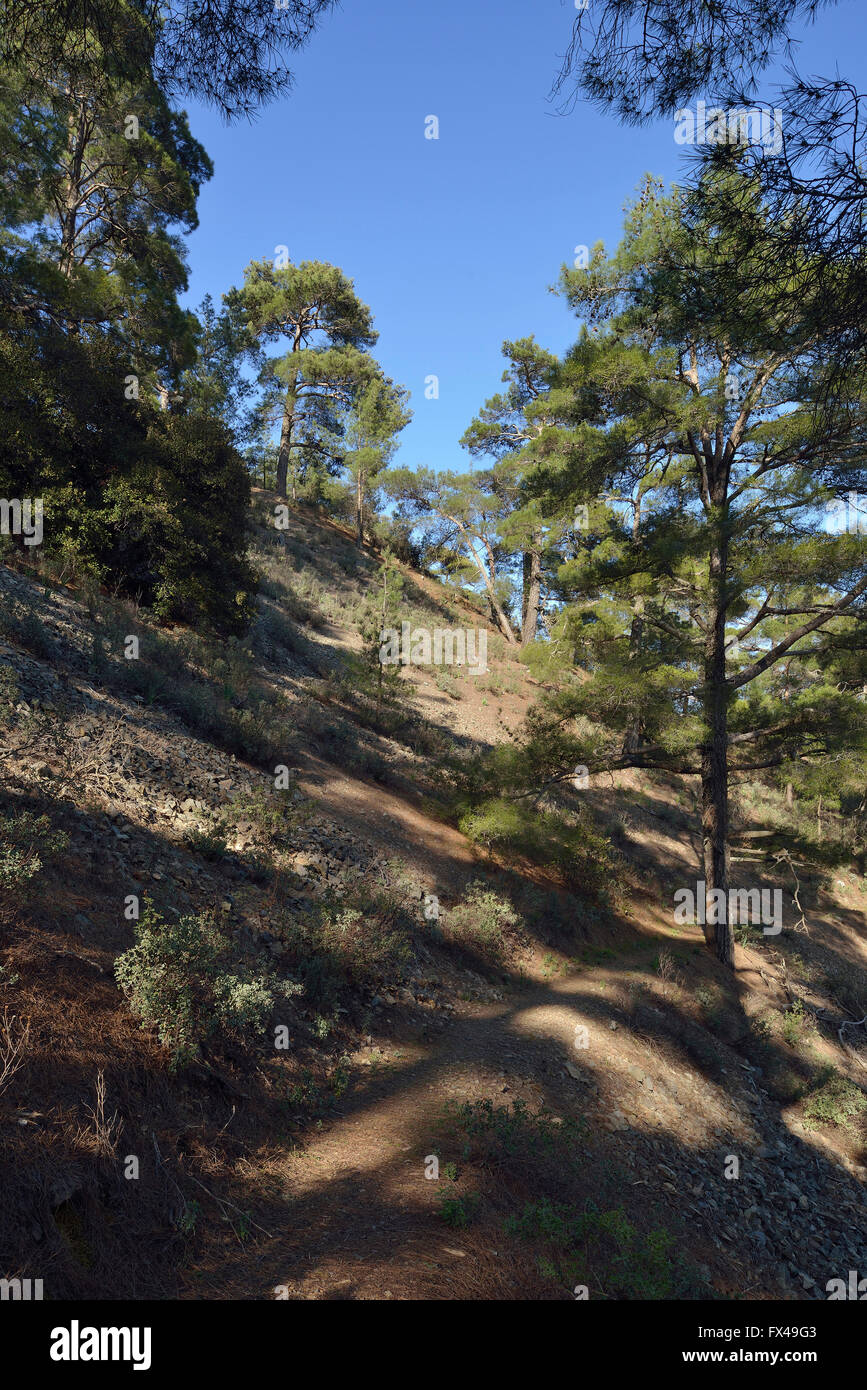 Paphos Forest, Stavros tis Psokas, Cyprus Calabrian Pine Stock Photo