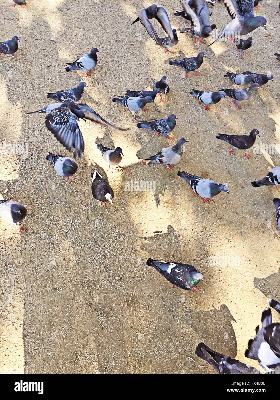 Pigeons on ground Stock Photo