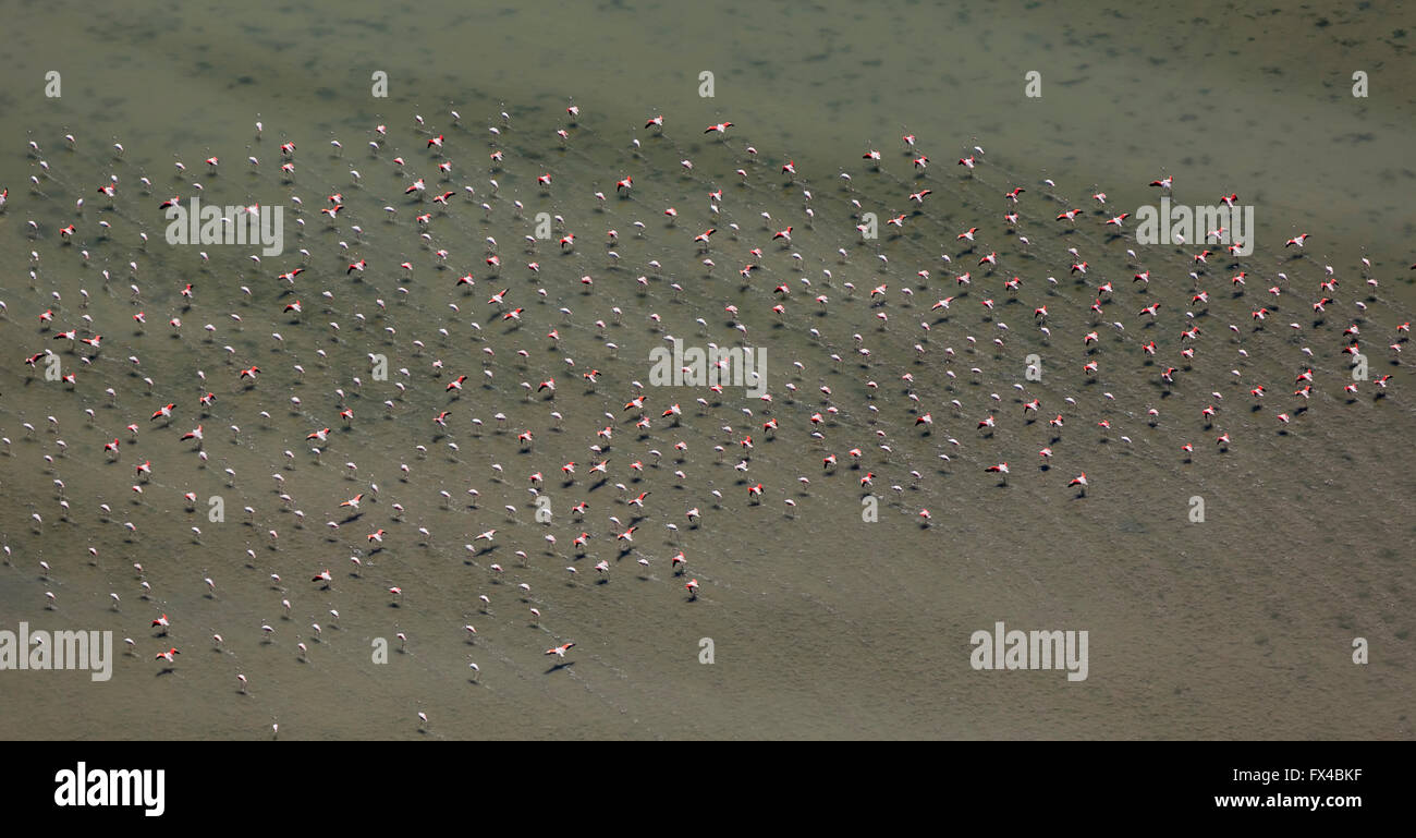 Aerial view, Camargue, flocks of flamingos on the low-water mark of the Camargue, flamingos (Phoenicopteridae), Pink Flamingo, Stock Photo