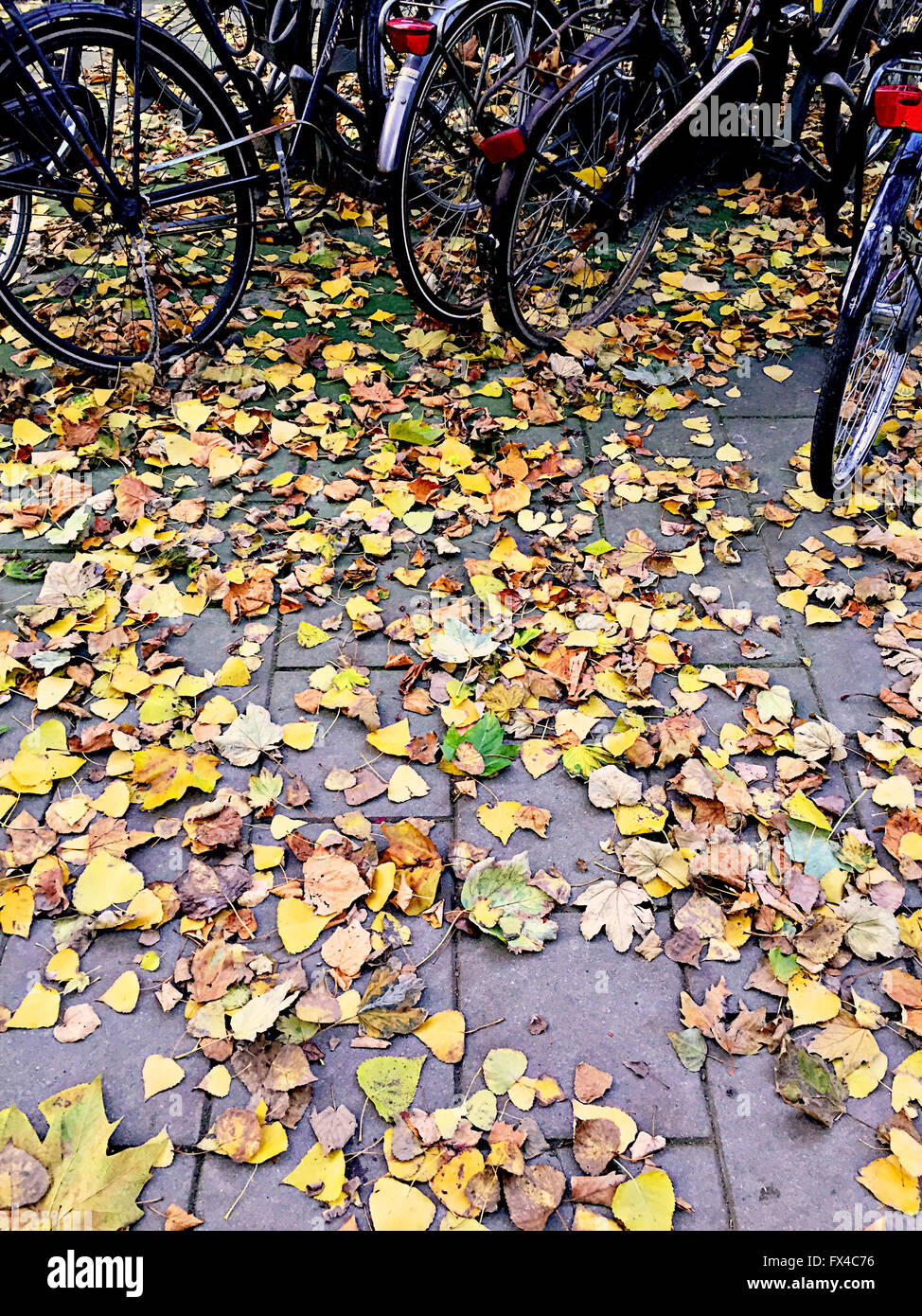 Leaves on ground in Amsterdam Stock Photo
