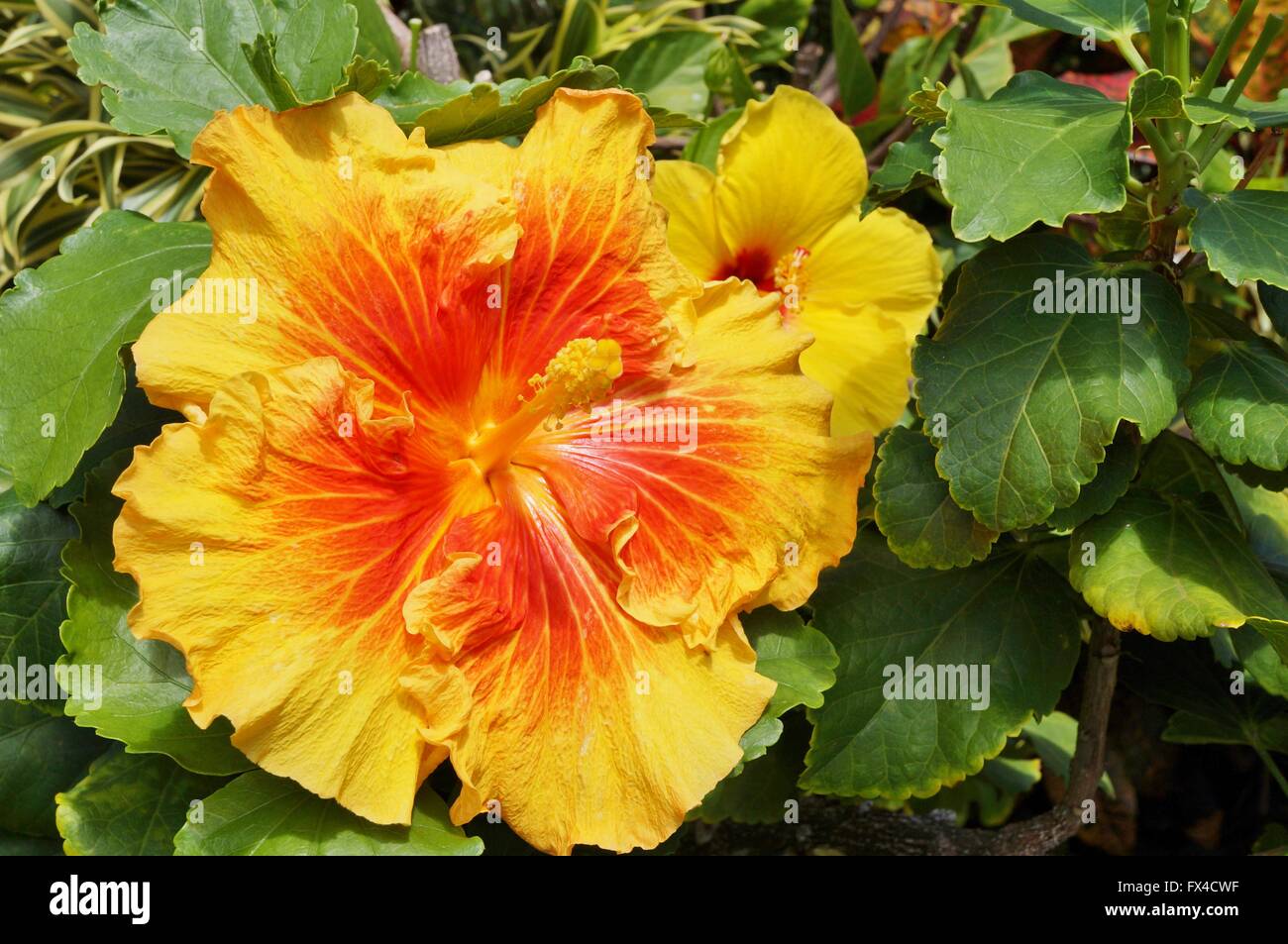 Tropical yellow hibiscus flower in bloom Stock Photo - Alamy