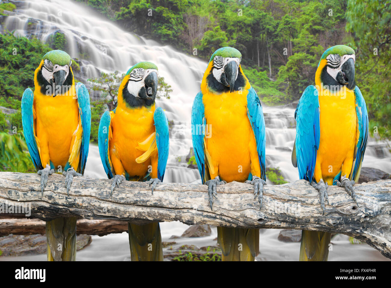 Rainforest waterfall bird hi-res stock photography and images - Alamy