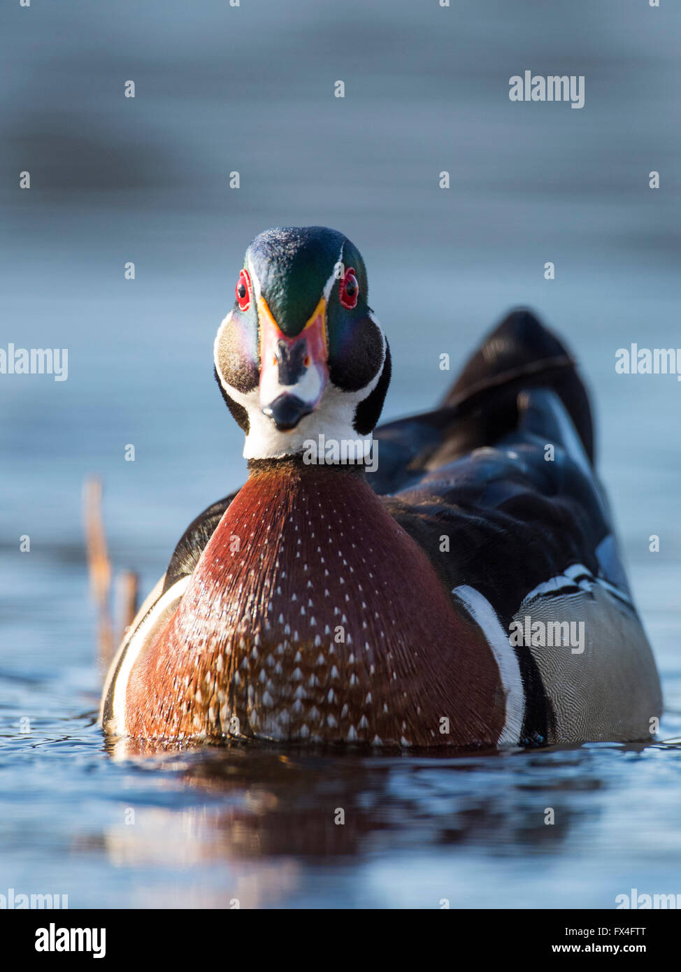 Spring Drake Ing A drake Wood Duck in the spring in Minnesota Stock Photo - Alamy
