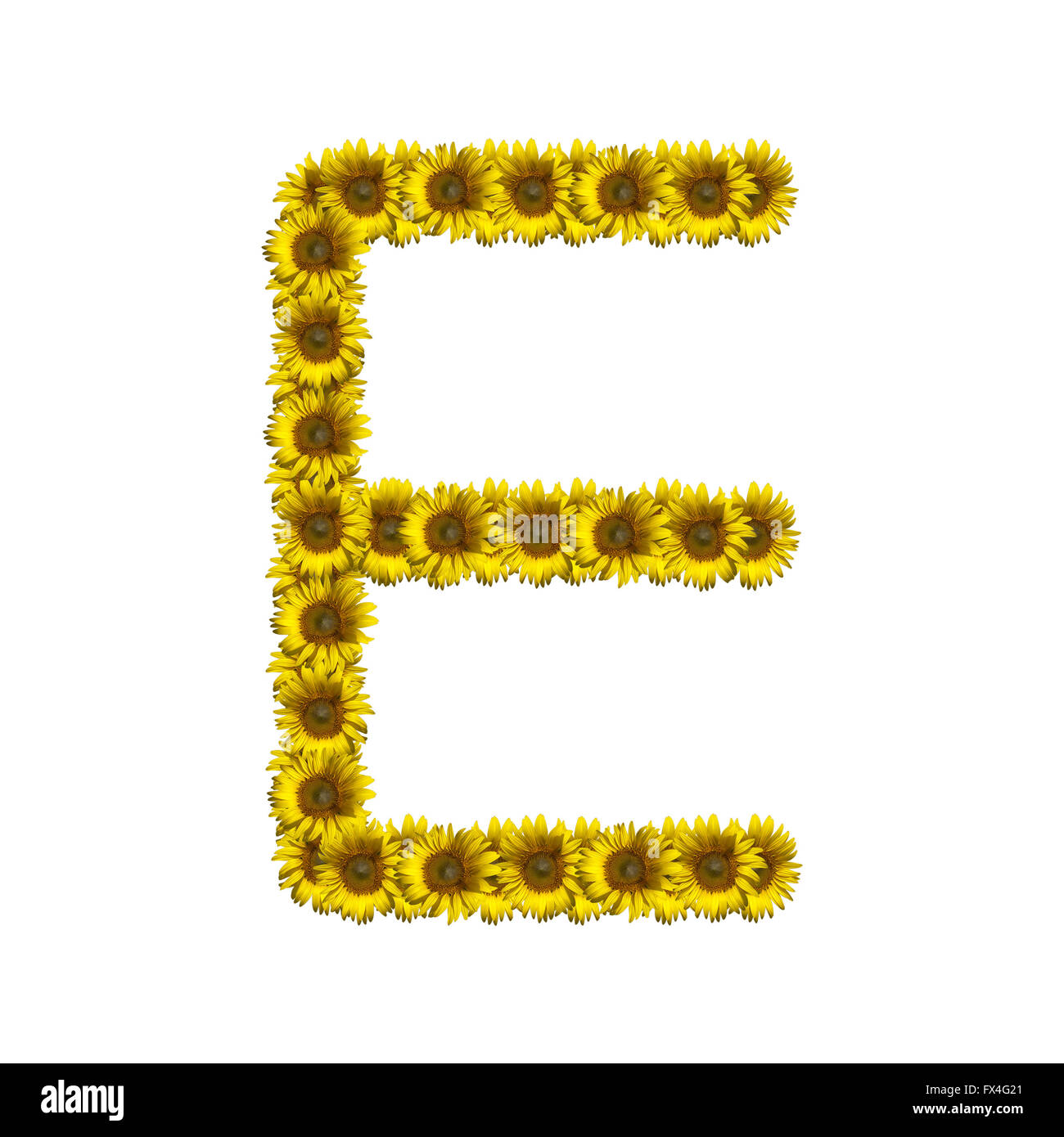 Sunflower alphabet isolated on white background, letter E Stock Photo