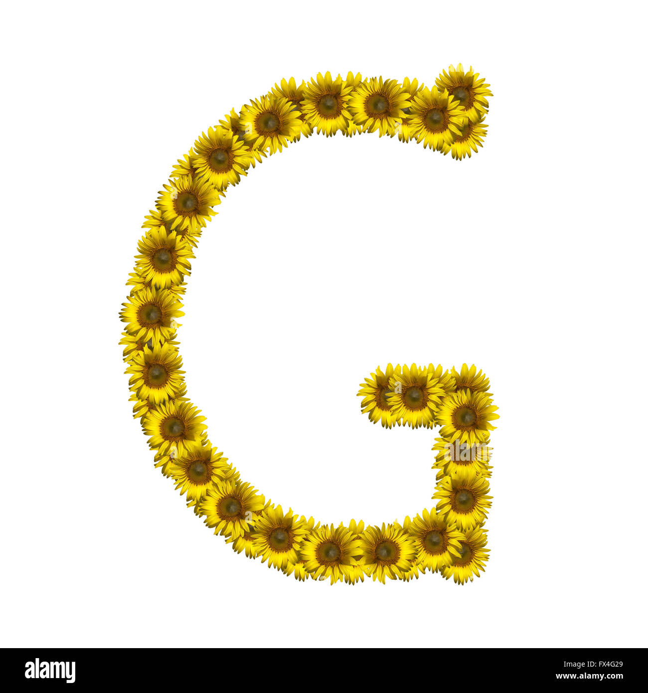 Sunflower alphabet isolated on white background, letter G Stock Photo