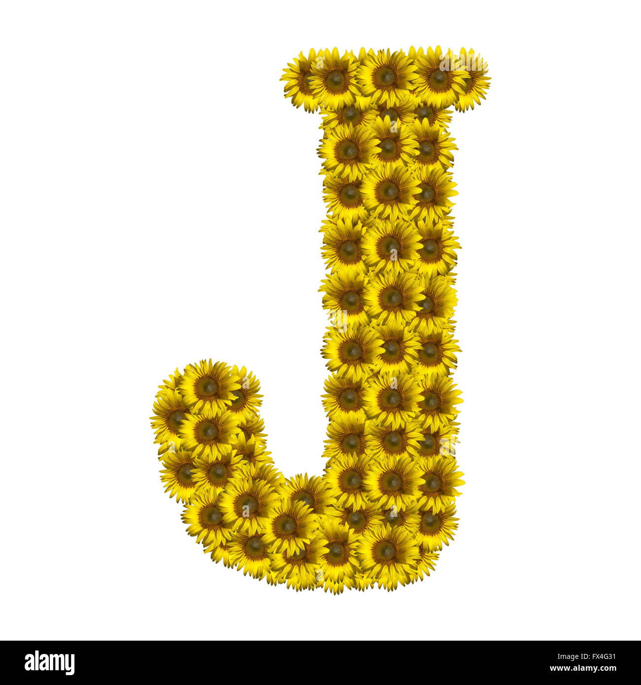 Sunflower alphabet isolated on white background, letter J Stock Photo
