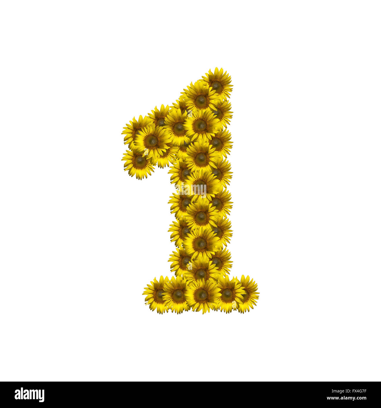 Sunflower number isolated on white background, number 1 Stock Photo