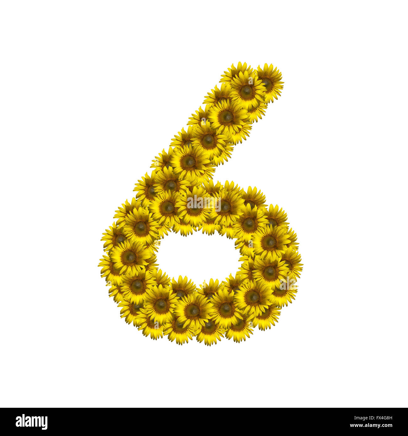 Sunflower number isolated on white background, number 6 Stock Photo
