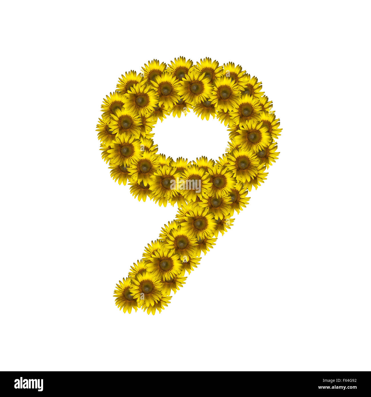 Sunflower number isolated on white background, number 9 Stock Photo