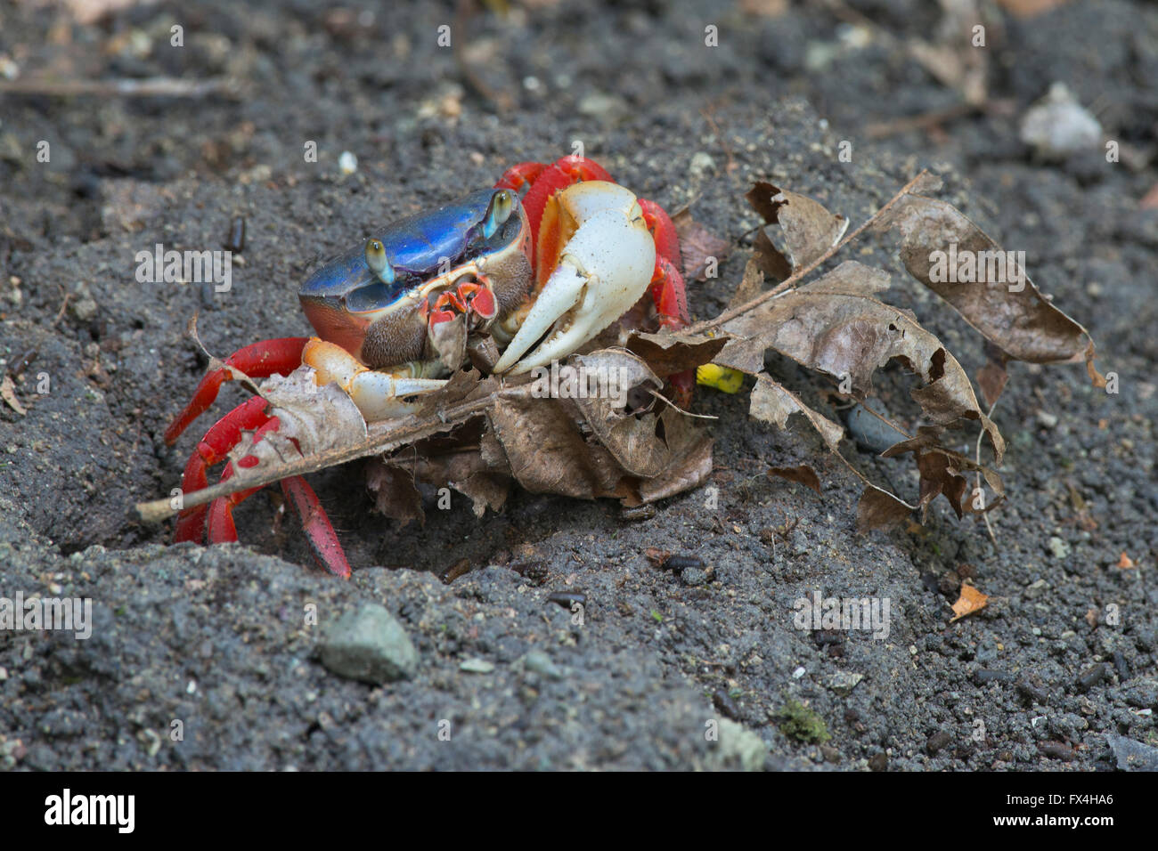 Rainbow crab (Cardisoma armatum), Manuel Antonio National Park, District Puntarenas, Costa Rica Stock Photo